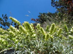 Mount Olympus Yellow Betony