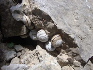 Mediterranean Banded Snails
