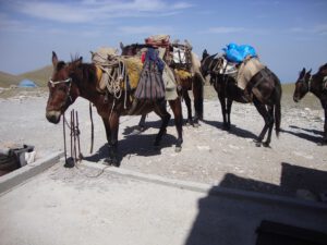 Pack Mules at Kakalos Shelter, Mount Olympus