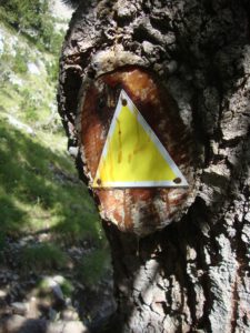 E4 Trail Marker on a Pine Tree, Mount Olympus