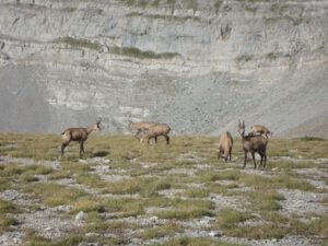 Balkan Chamois Herd