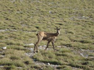 Balkan Chamois