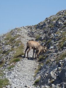 Balkan Chamois