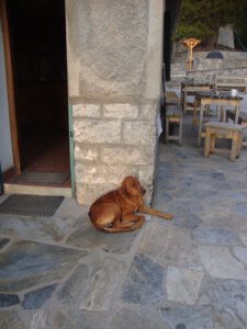 Dog Resting at the Entrance of Refuge A