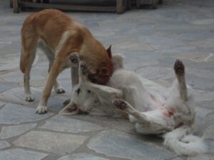 Playful Dogs at Refuge A, Mount Olympus