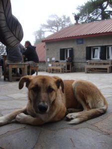 Mountain Dog on the Terrace of Refuge A