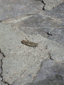 Field Grasshopper
