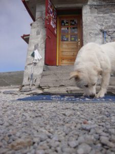 Mountain Dog at Kakalos Refuge, Mount Olympus