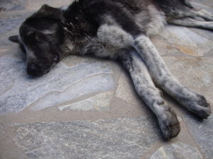 Resting Mountain Dog at Refuge A, Mount Olympus