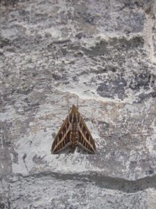 Striped Hawk-Moth
