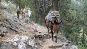 Pack Mules Descending a Forest Trail, Mount Olympus