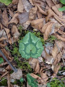 Ivy-leaved Cyclamen
