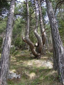 Twisted Pine on the Alternate Route to Barba, Mount Olympus