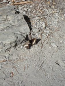 Southern White Admiral