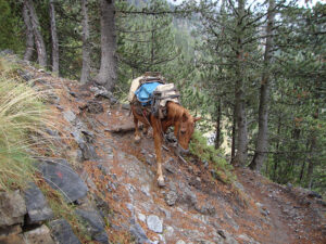 Pack Mule on the E4 Trail, Mount Olympus