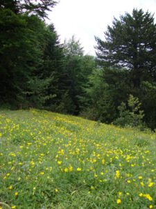 Wildflower Meadow on the Slopes of Mount Olympus Description