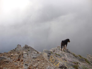 Mountain Dog on a Rocky Ridge, Mount Olympus