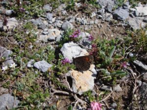Erebia (Ringlet) – Likely Greek Mountain Ringlet