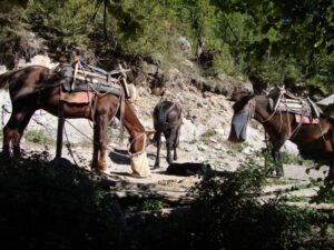 Pack Mules Resting on the Trail, Mount Olympus
