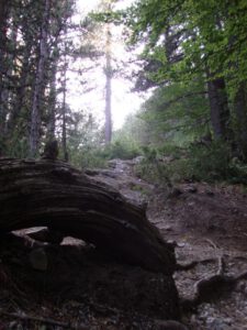 Forest Path on Mount Olympus