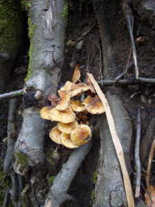 Sulphur Tuft