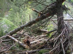 Avalanche-Damaged Forest on Mount Olympus