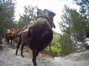 Pack Mule on the Trail, Mount Olympus
