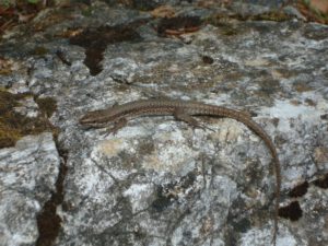 Balkan Wall Lizard