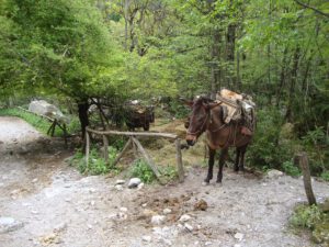 Pack Mules at Prionia, Mount Olympus
