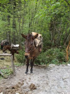 Pack Mules at Prionia, Mount Olympus