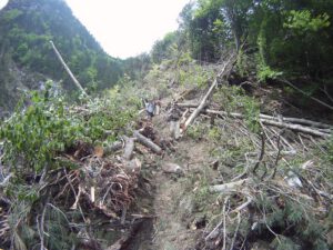 Avalanche Damage on the E4 Trail, Mount Olympus