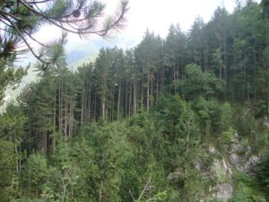 Pine Forest Near Spilios Agapitos Refuge, Mount Olympus