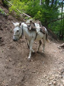 Pack Mule on a Forest Trail, Mount Olympus
