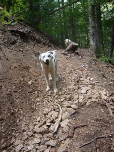 Pack Dogs on the Olympus Trail