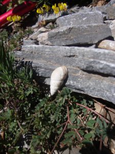 Mediterranean White Snail