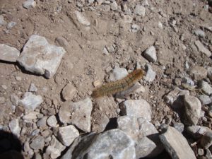 Lappet Moth Caterpillar