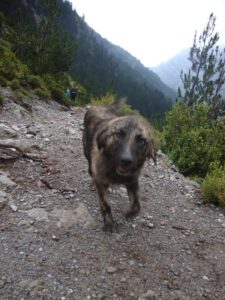 Mountain Dog on the Olympus Trail