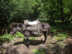 Pack Mule Resting in the Forest, Mount Olympus