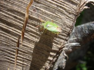 Green Shieldbug