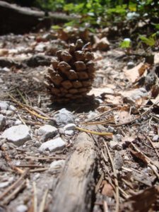 Pine Cone on the Forest Floor, Mount Olympus