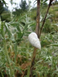 White Mediterranean Land Snail