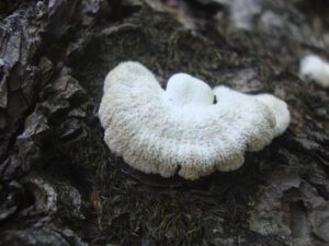 Bearded Tooth Fungus