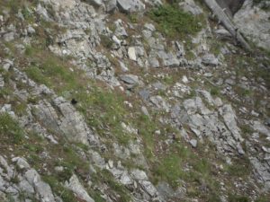 Alpine Chough on the Kofto Route, Mount Olympus