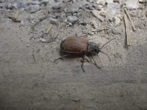 May Beetle (Cockchafer)