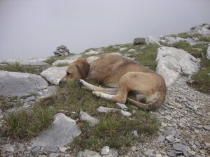 Mountain Dog Resting on the Slopes of Mount Olympus