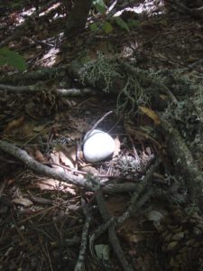 Forest Floor Detail on Mount Olympus