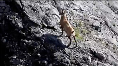 Wild Goat – Chamois – (Rupicapra rupicapra balcanica)