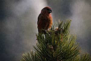 Red Crossbill