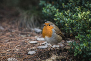 European Robin