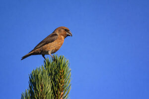 Red Crossbill (Female)